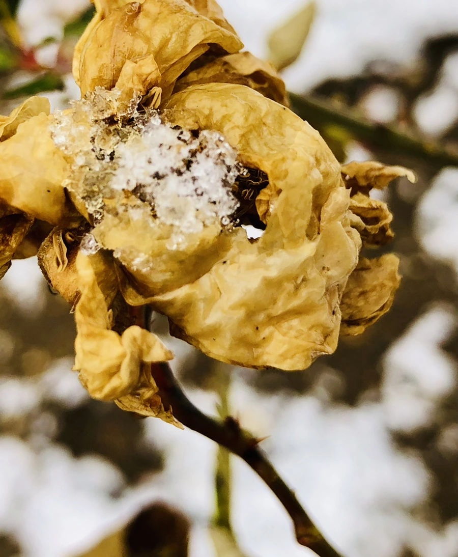 IMG_4579.jpg?type=w966