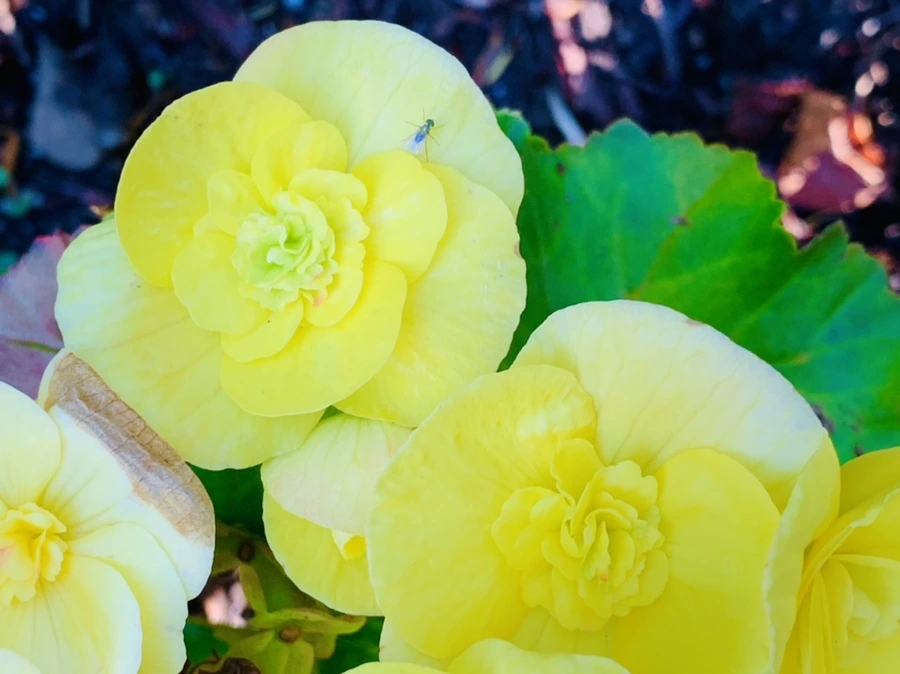 IMG_8327.jpg?type=w966