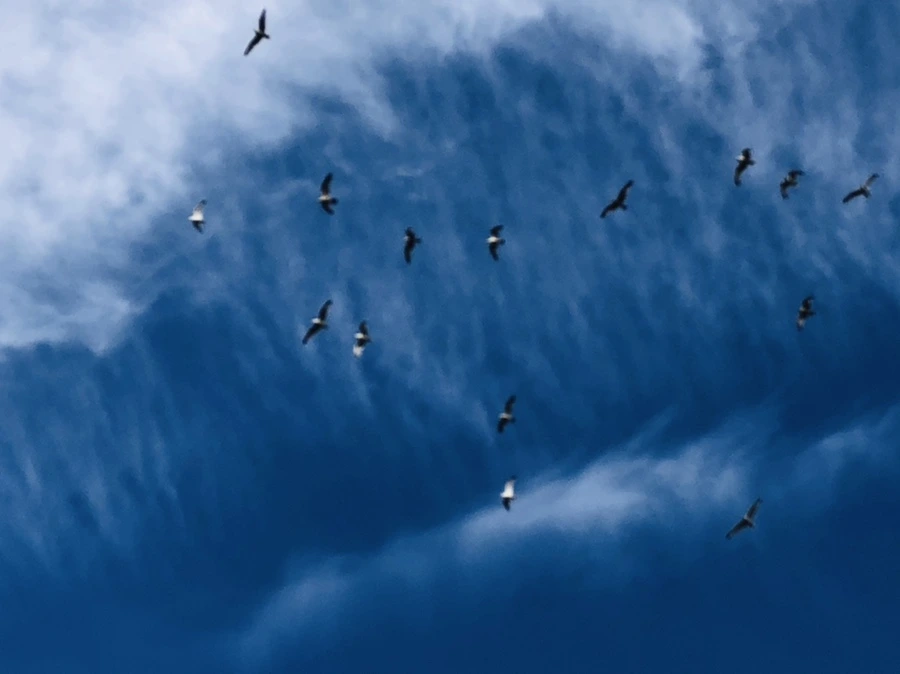 IMG_4729.jpg?type=w966