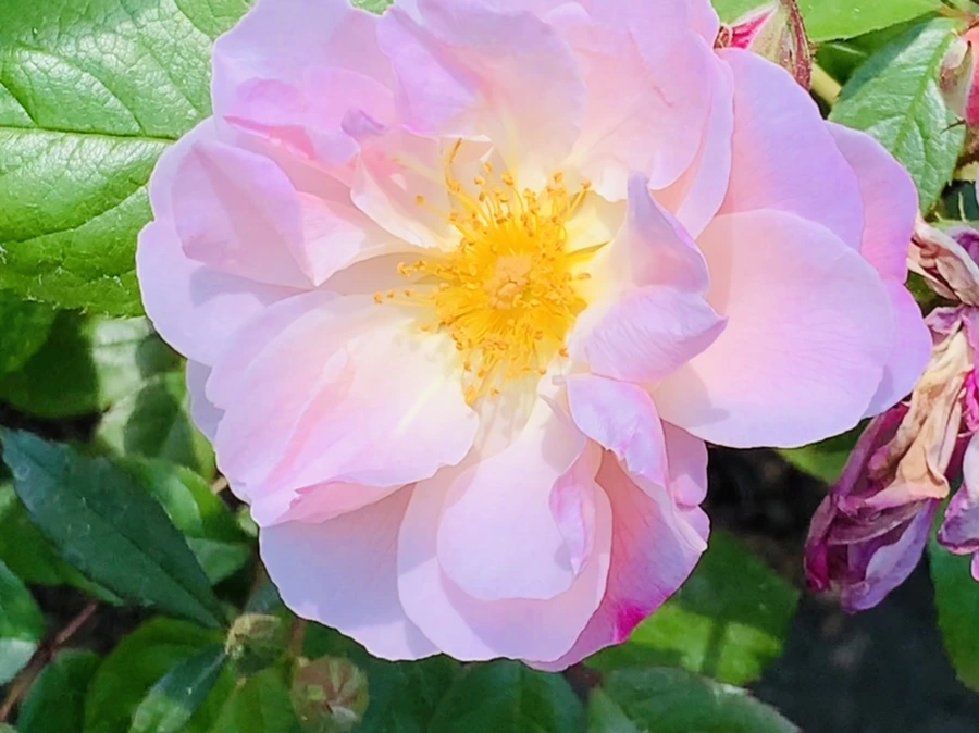 IMG_4218.jpg?type=w966