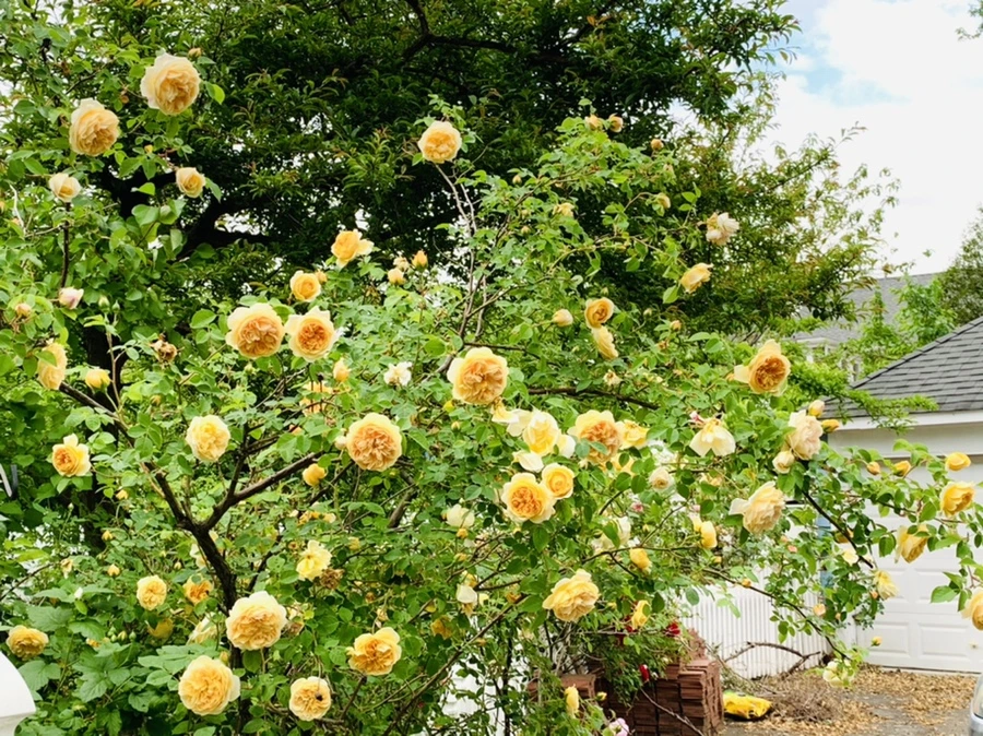 IMG_5964.jpg?type=w966