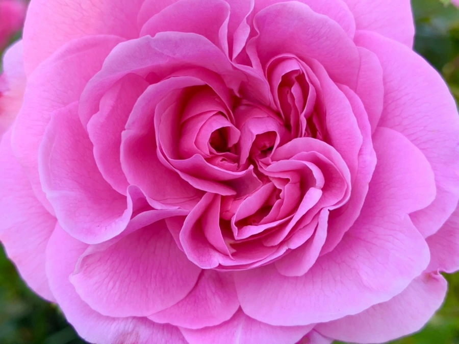 IMG_3582.jpg?type=w966