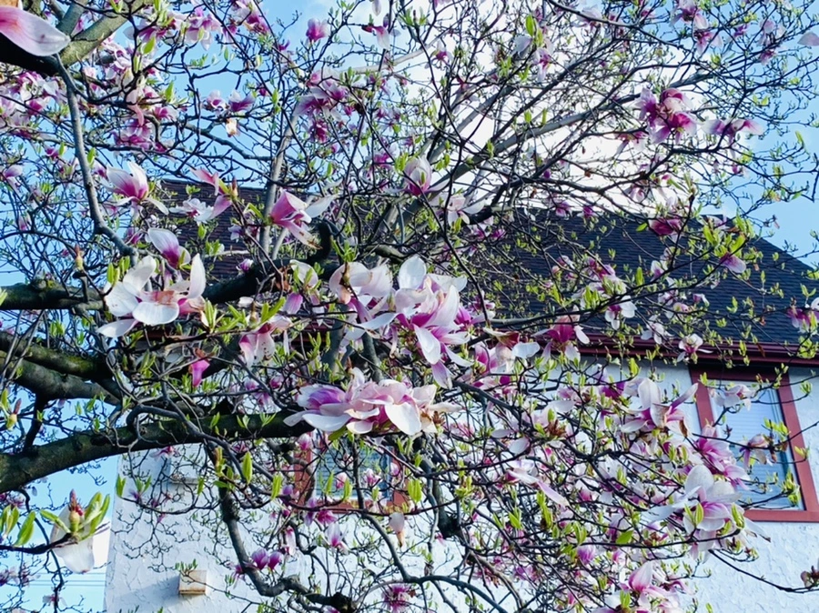 IMG_2695.jpg?type=w966