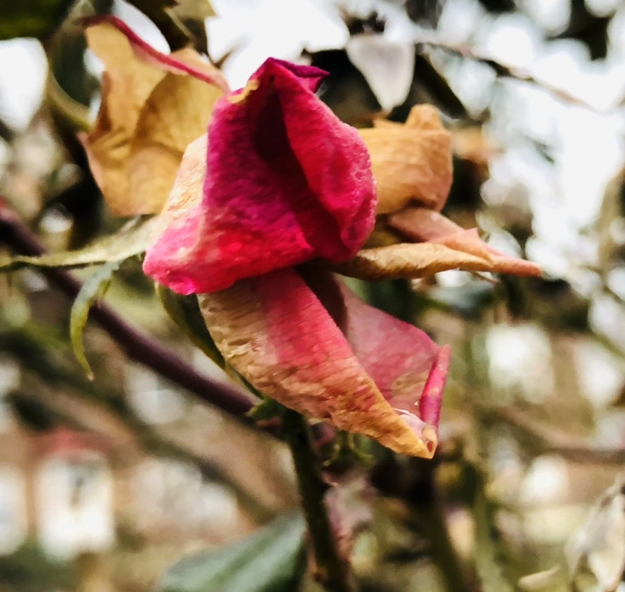 IMG_8798.jpg?type=w966