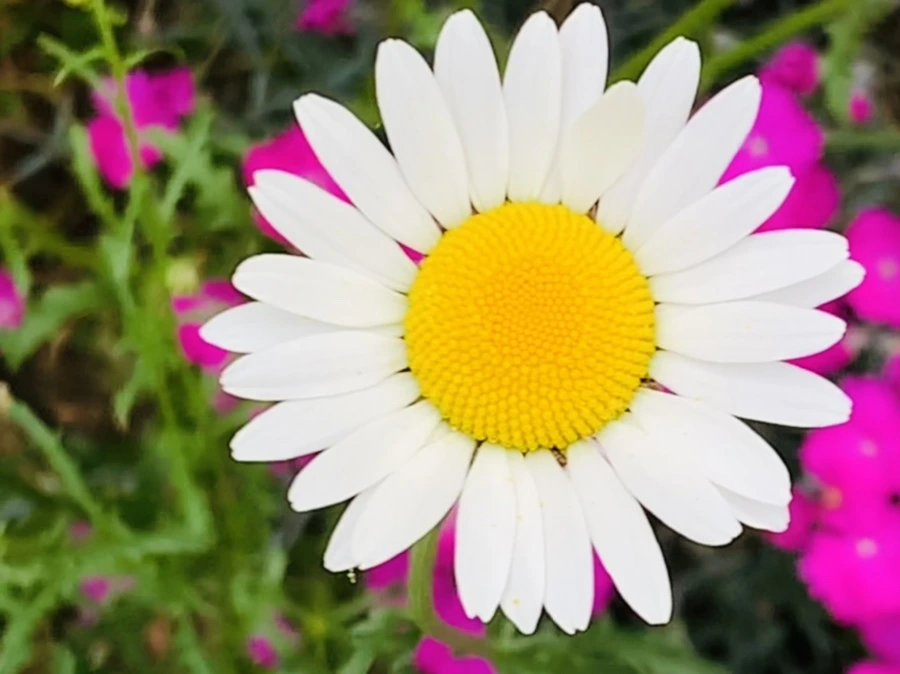 IMG_4891.jpg?type=w966