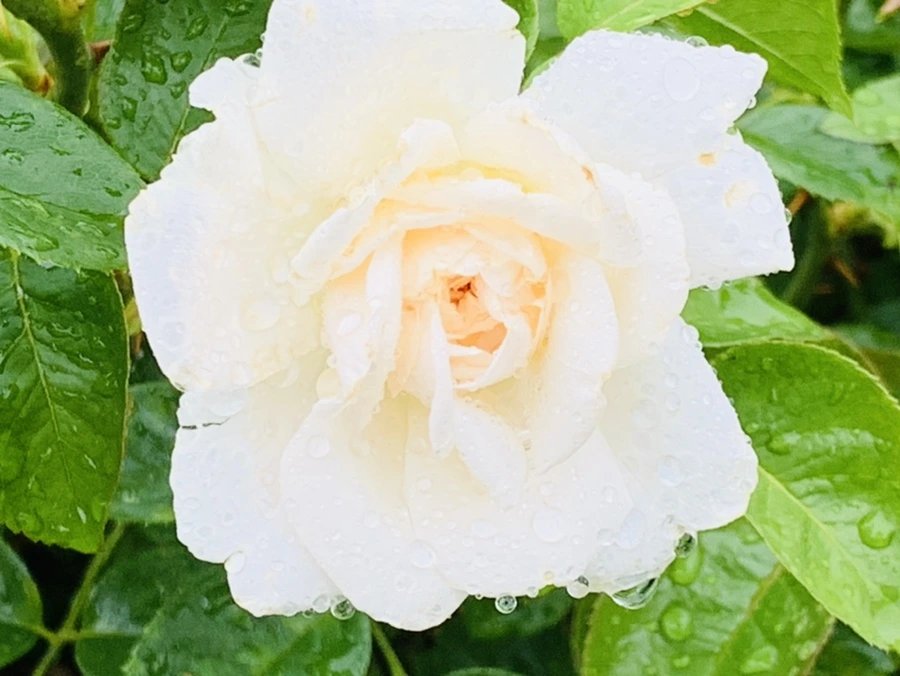 IMG_9570.jpg?type=w966