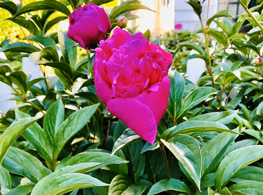 IMG_7699.jpg?type=w966