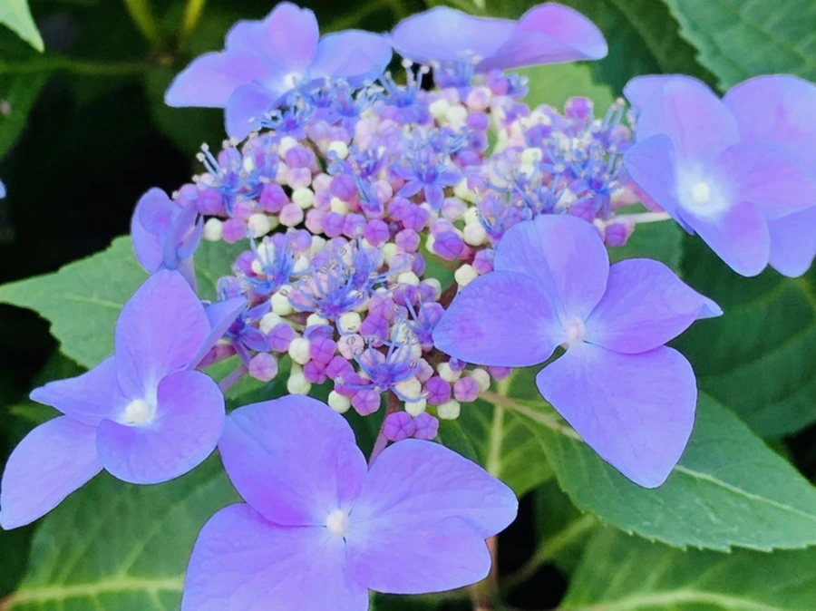 IMG_6307.jpg?type=w966