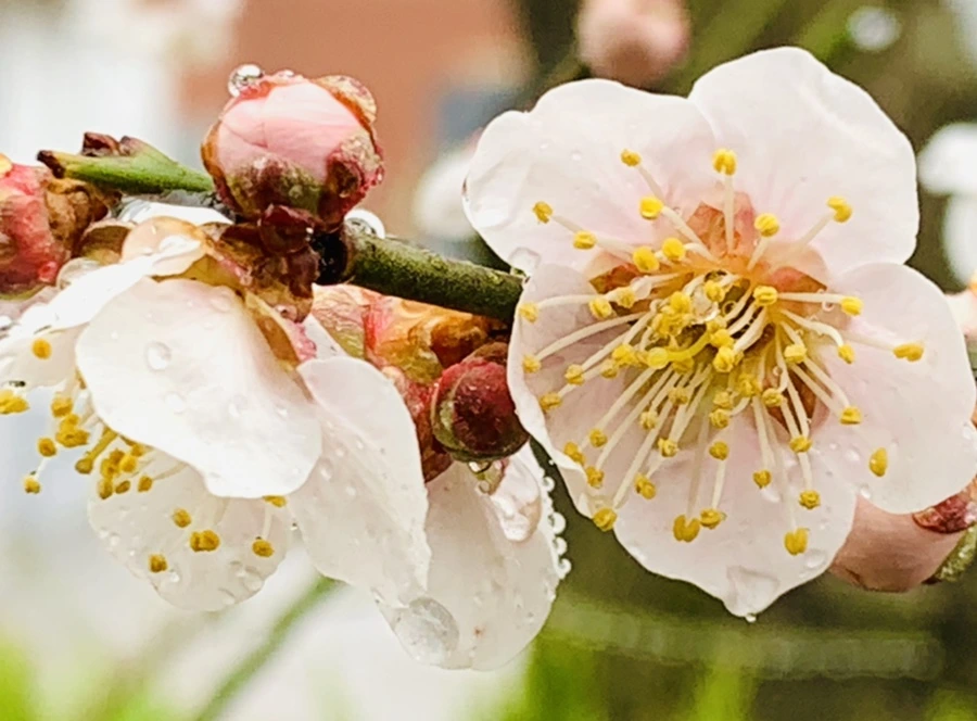 IMG_1863.jpg?type=w966