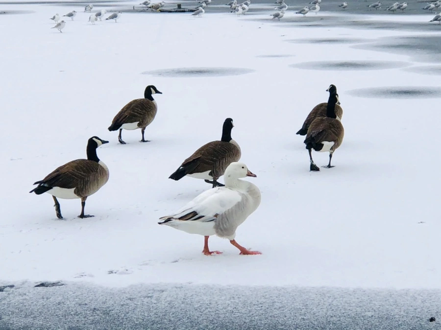 IMG_6034.jpg?type=w966