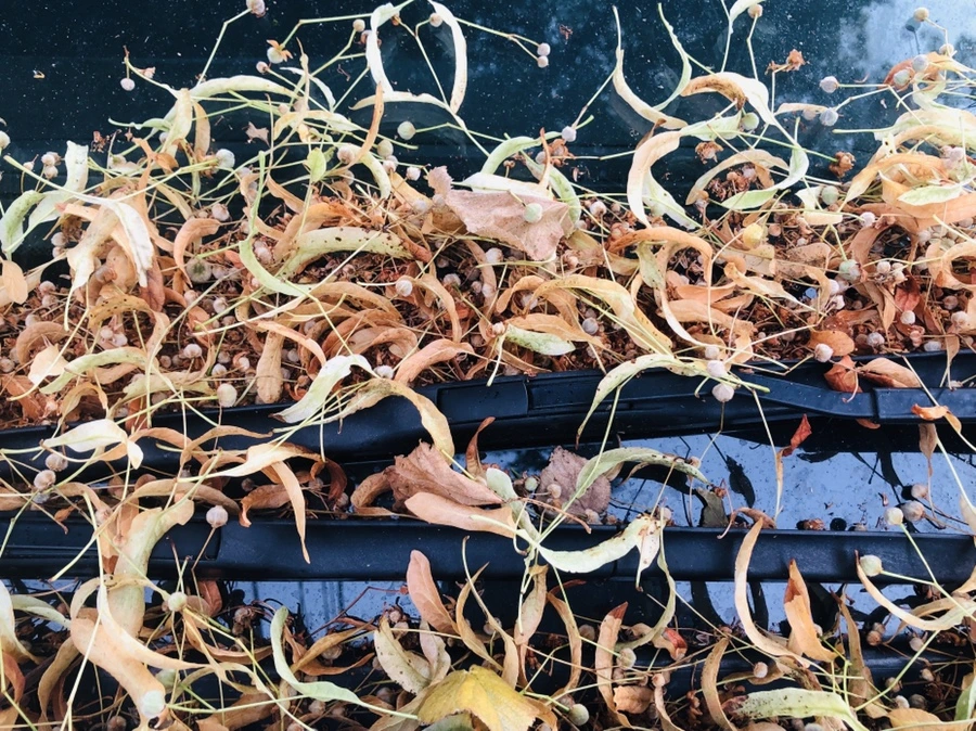 IMG_0939.jpg?type=w966