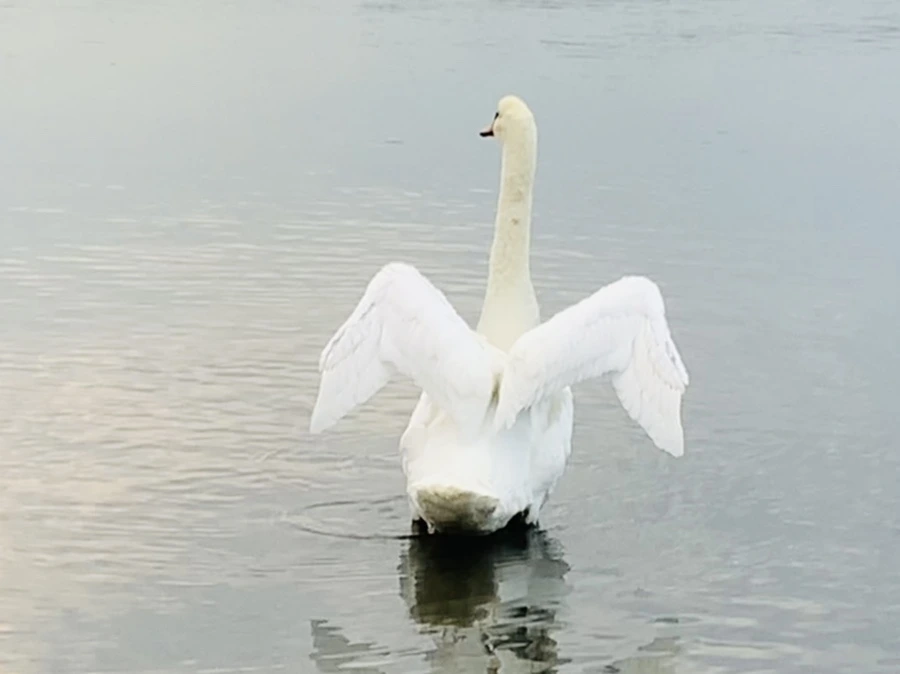 IMG_0291.jpg?type=w966