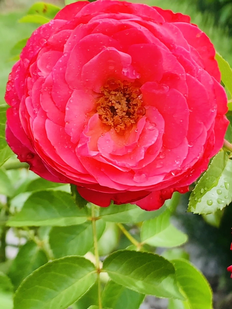 IMG_4948.jpg?type=w966