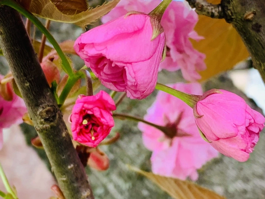 IMG_4371.jpg?type=w966