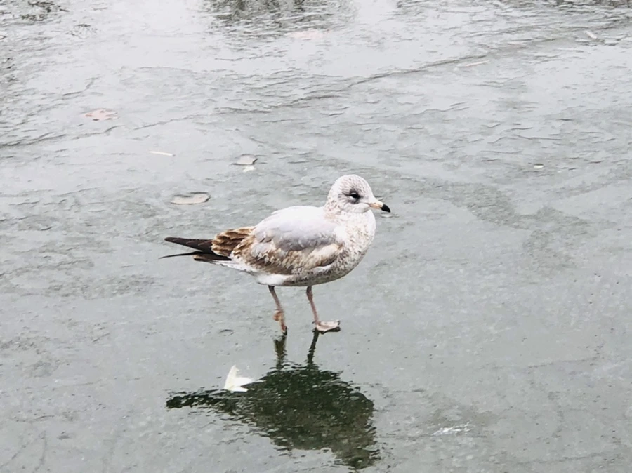 IMG_3137.jpg?type=w966