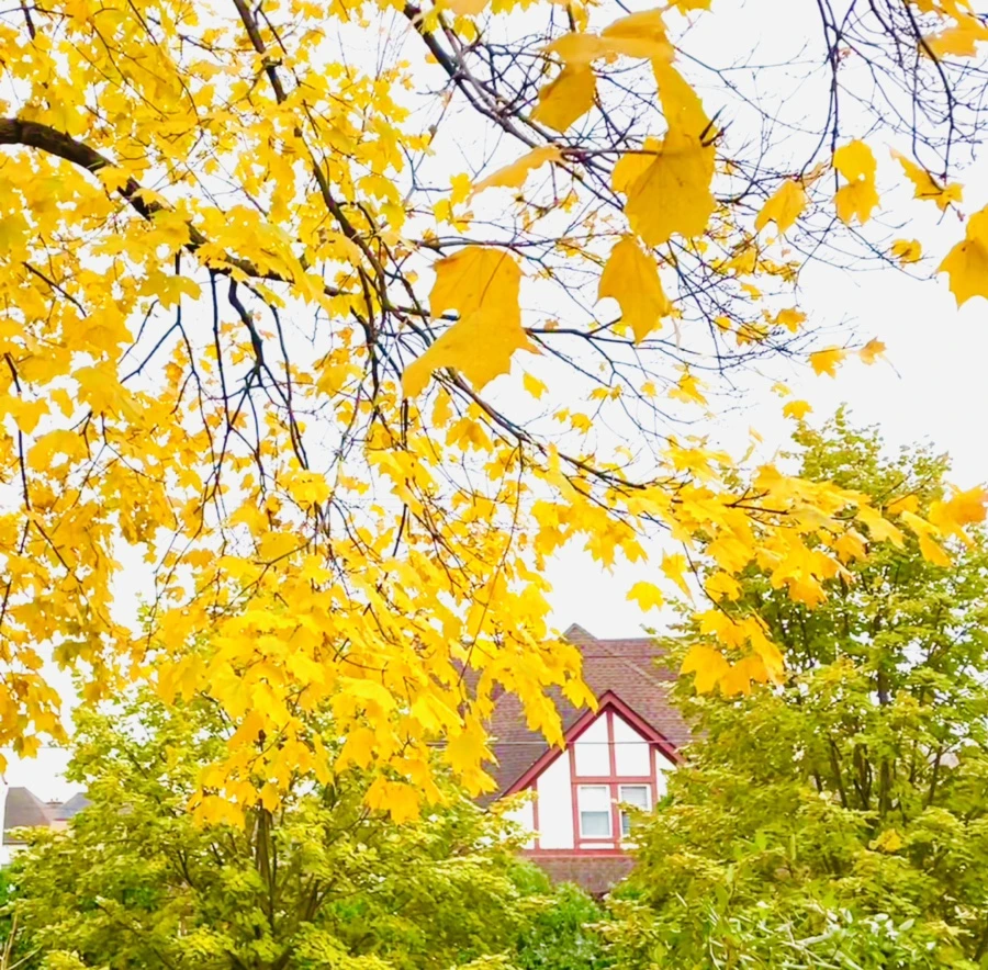 IMG_5162.jpg?type=w966