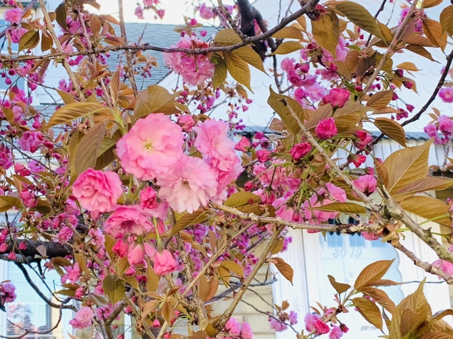 IMG_4203.jpg?type=w966