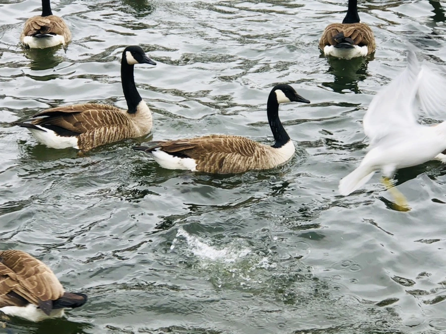 IMG_5838.jpg?type=w966