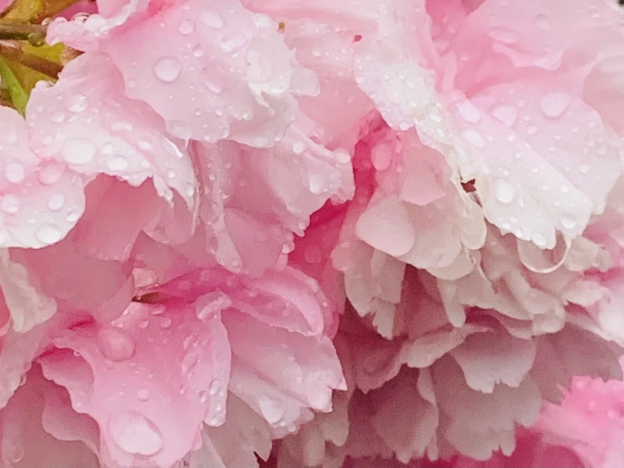 IMG_5280.jpg?type=w966