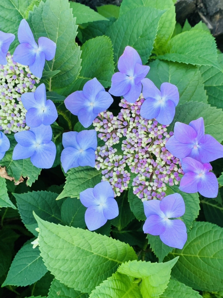 IMG_4778.jpg?type=w966