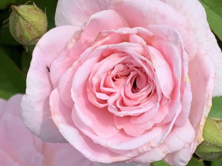 IMG_5435.jpg?type=w966