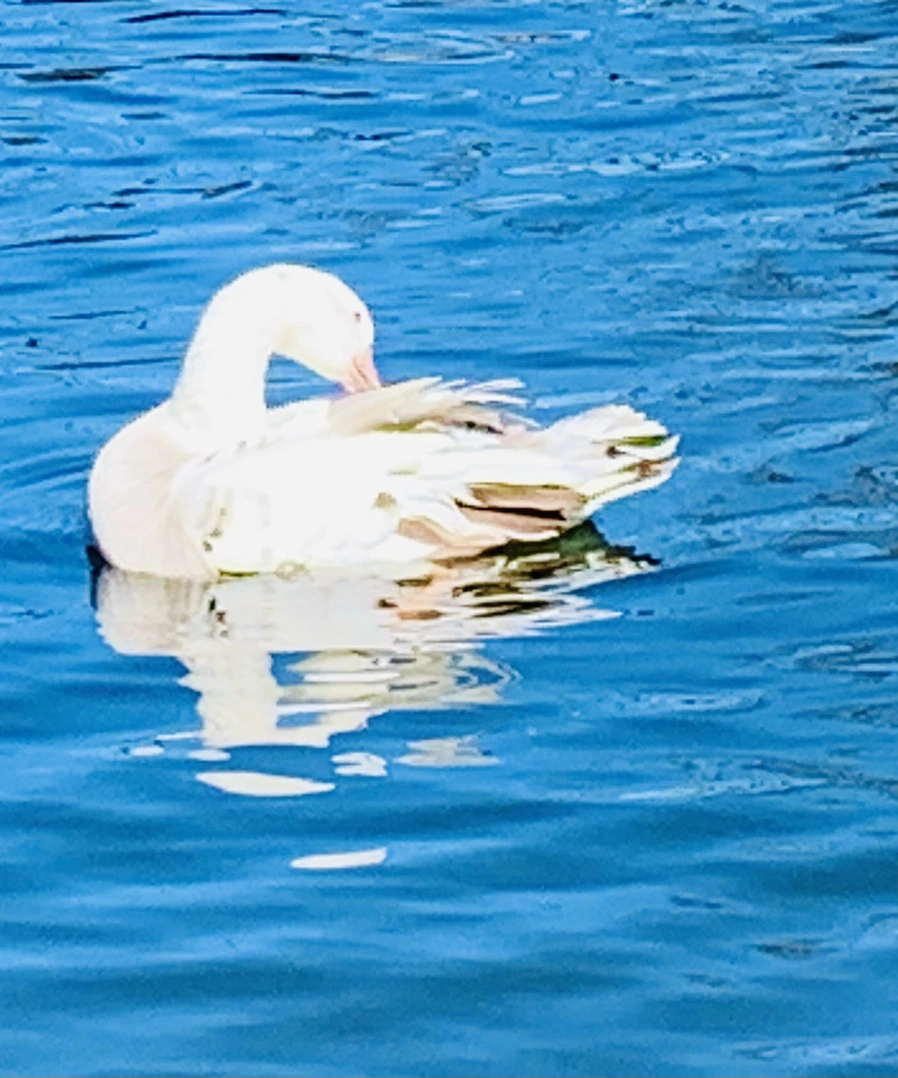 IMG_8924.jpg?type=w966