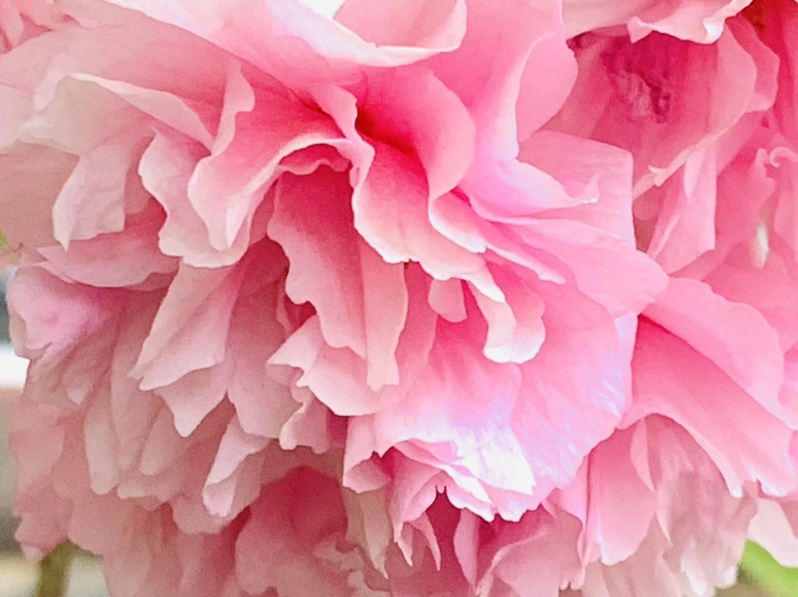 IMG_8983.jpg?type=w966