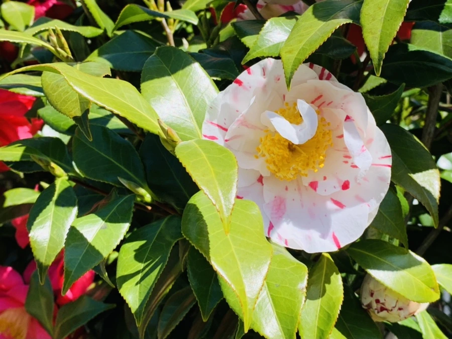 IMG_8185.jpg?type=w966