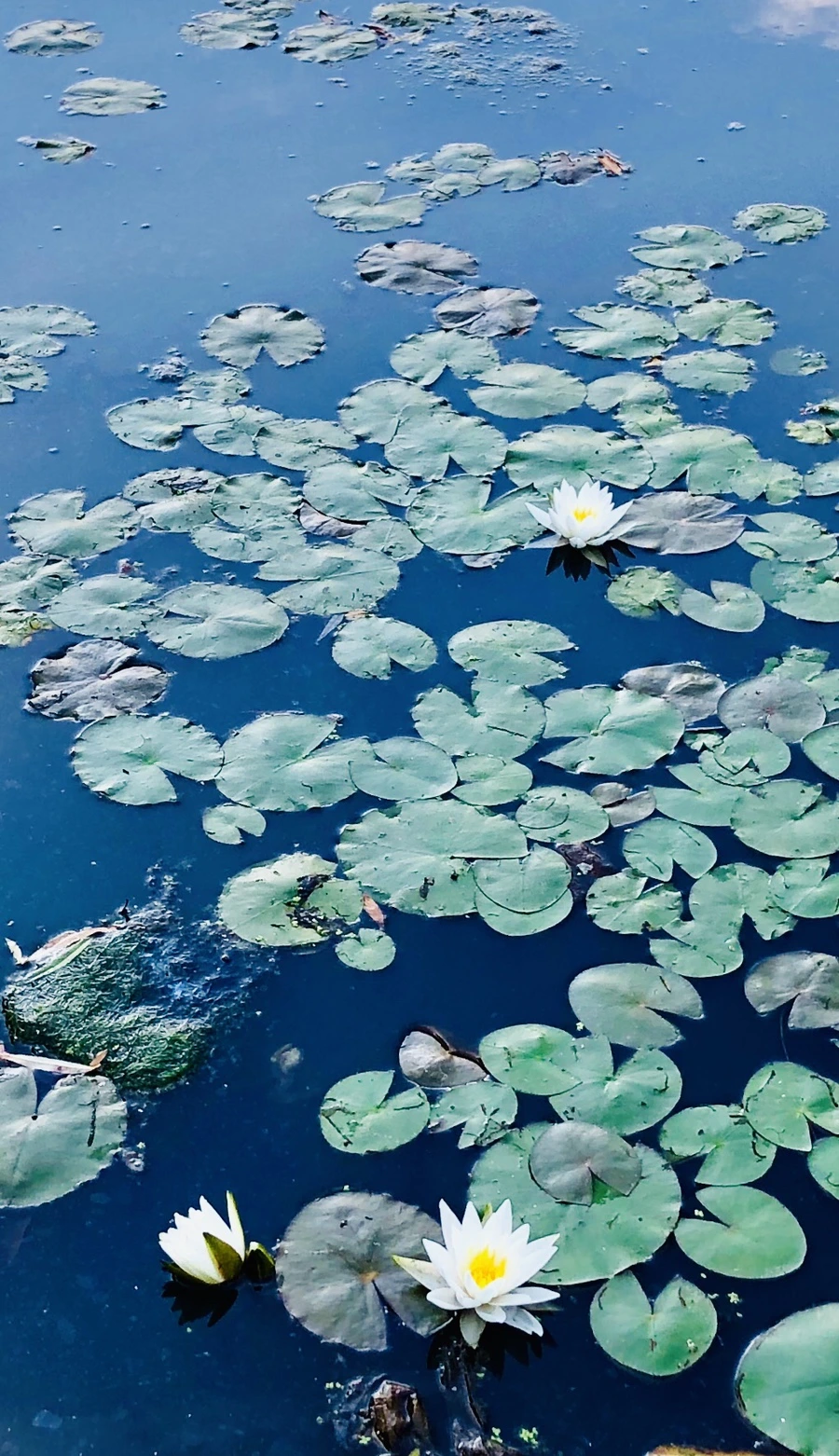 IMG_9213.jpg?type=w966