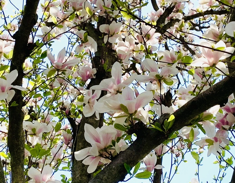 IMG_3942.jpg?type=w966