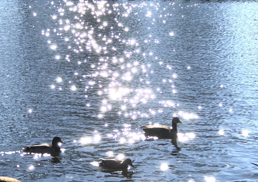 IMG_0221.jpg?type=w966