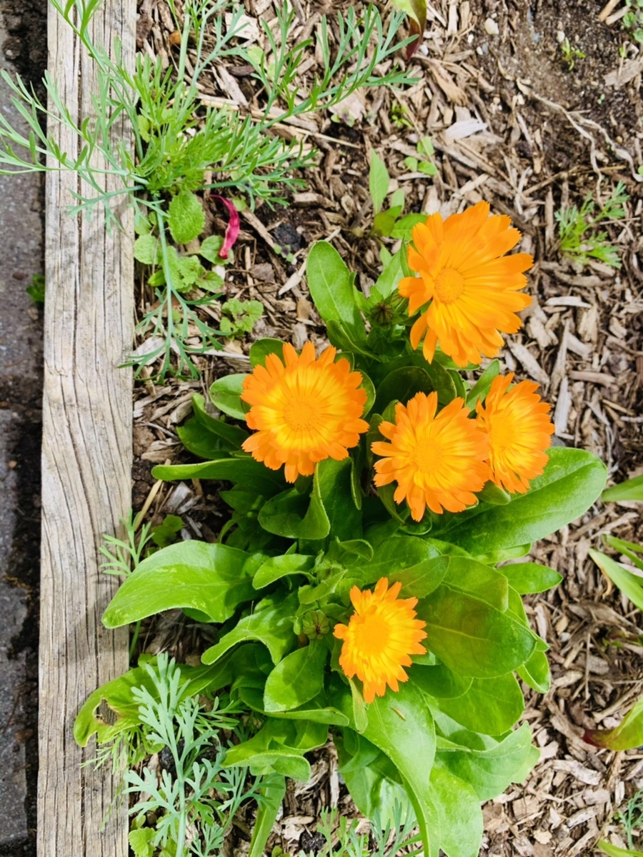 IMG_1298.jpg?type=w966