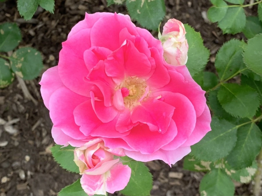 IMG_6465.jpg?type=w966