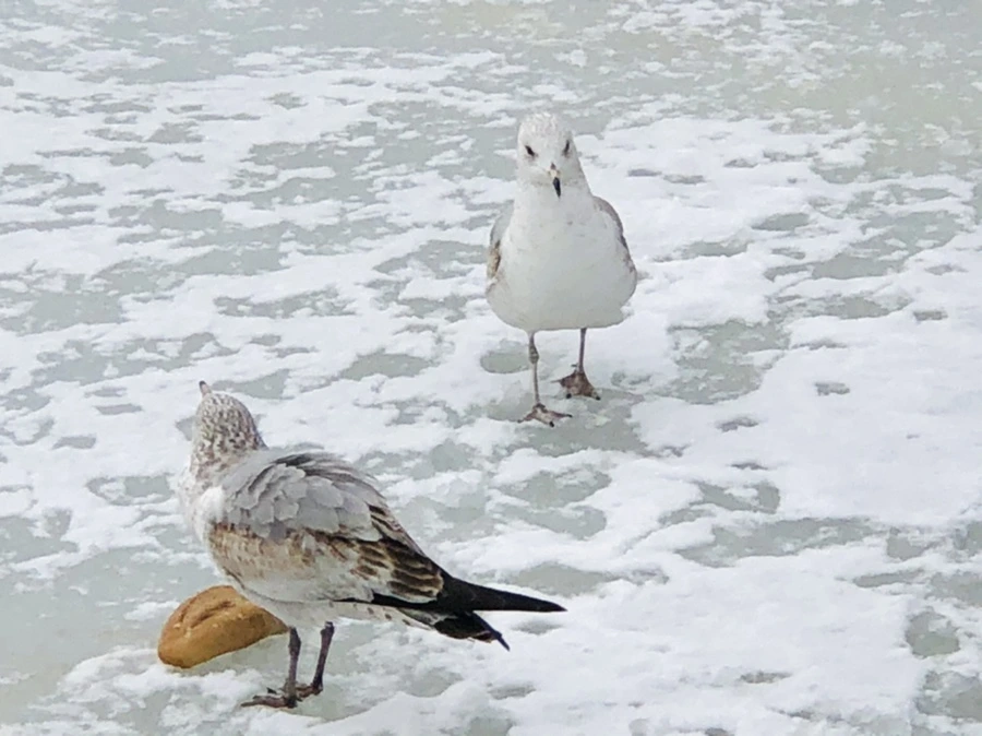 IMG_3799.jpg?type=w966