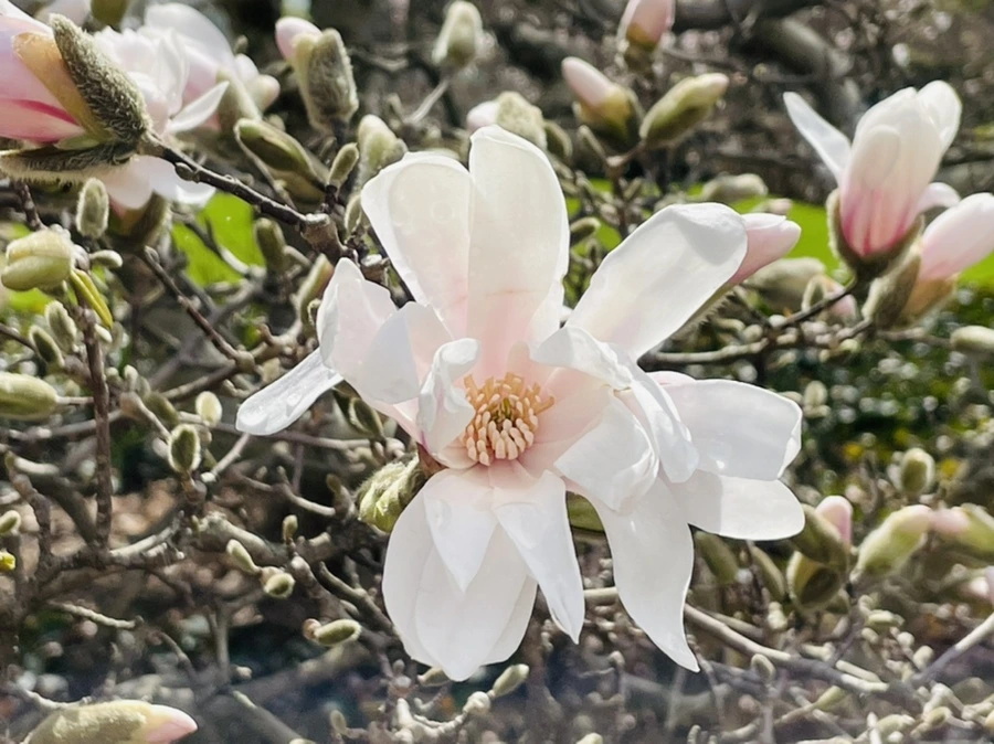 IMG_7139.jpg?type=w966