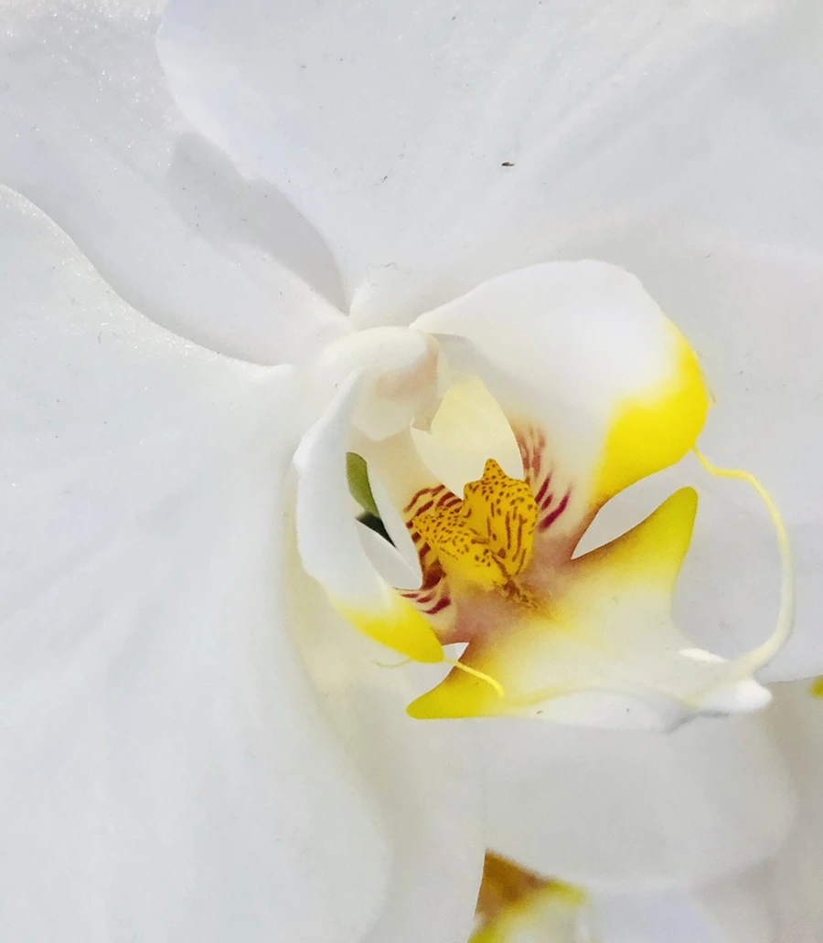 IMG_1867.jpg?type=w966