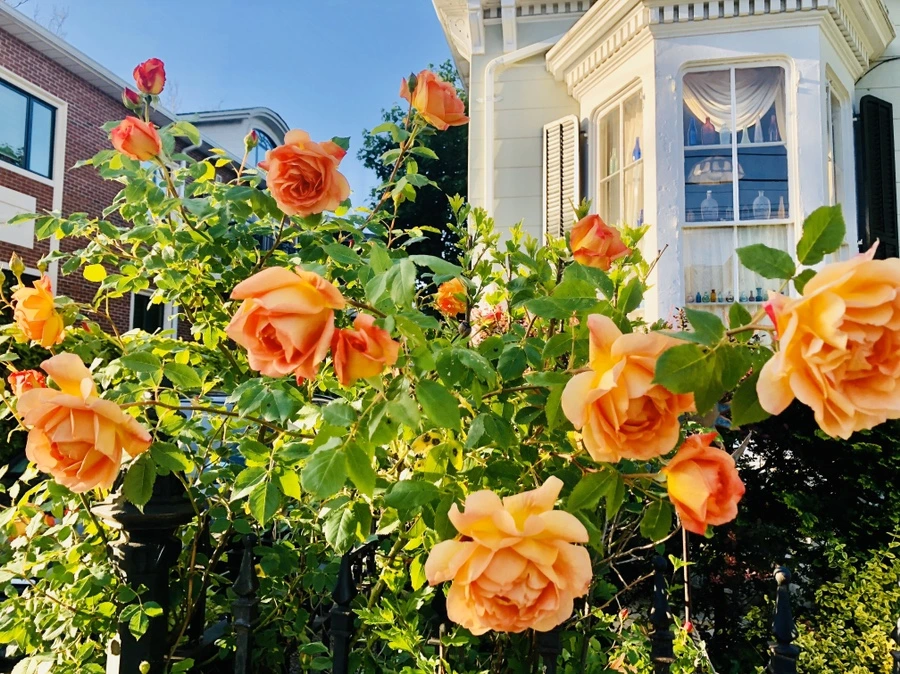 IMG_7404.jpg?type=w966