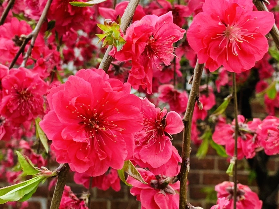 IMG_7938.jpg?type=w966