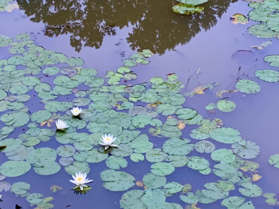 IMG_6919.jpg?type=w966