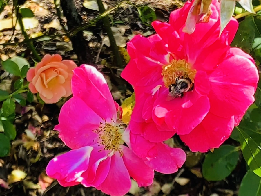 IMG_8447.jpg?type=w966