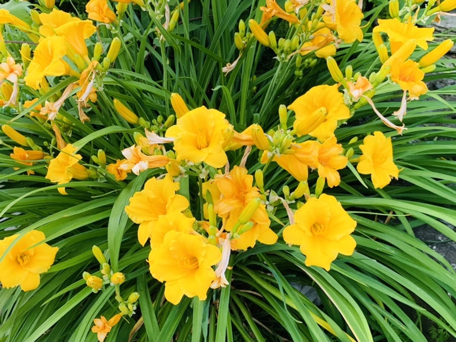 IMG_4782.jpg?type=w966