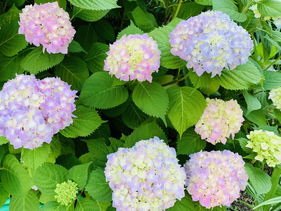 IMG_2992.jpg?type=w966