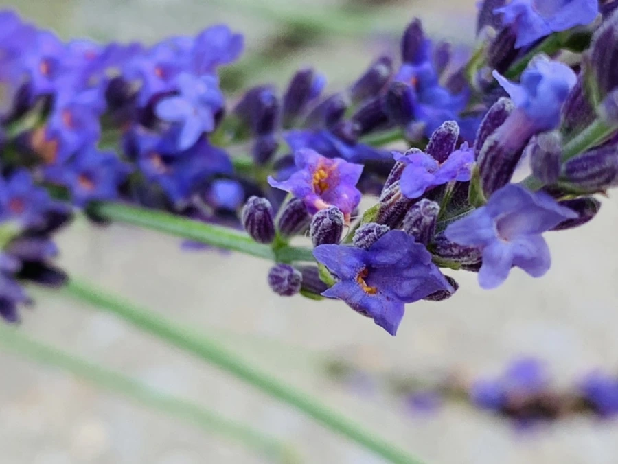 IMG_9101.jpg?type=w966