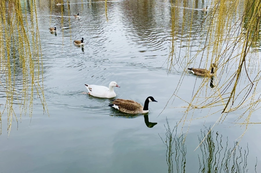 IMG_1639.jpg?type=w966