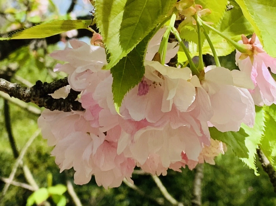 IMG_6311.jpg?type=w966