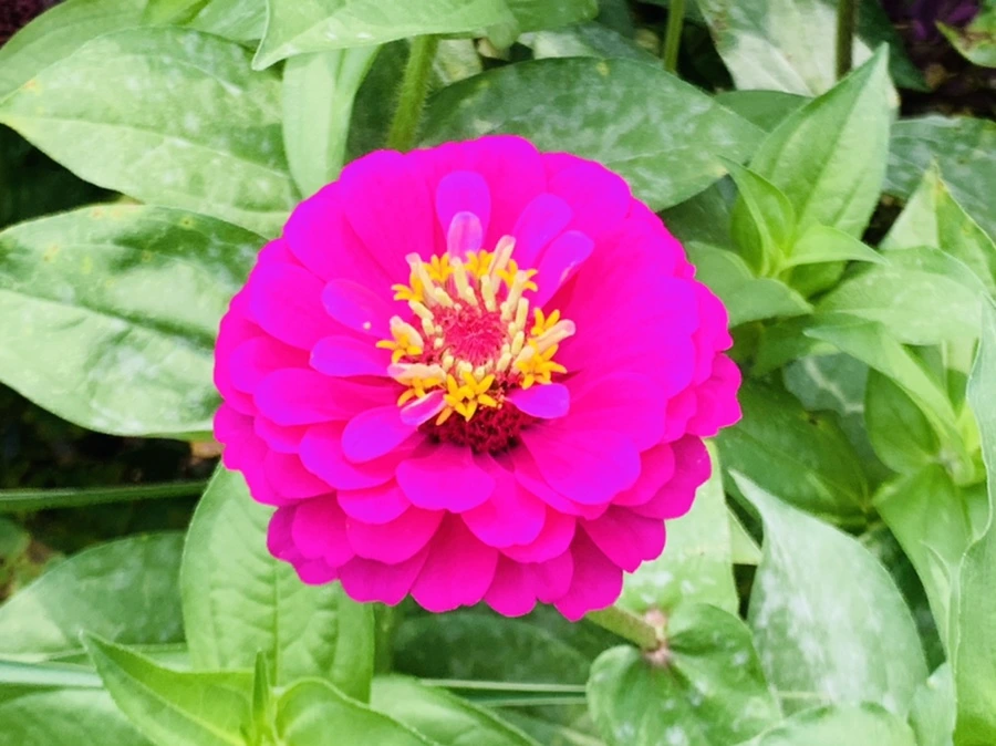 IMG_1168.jpg?type=w966