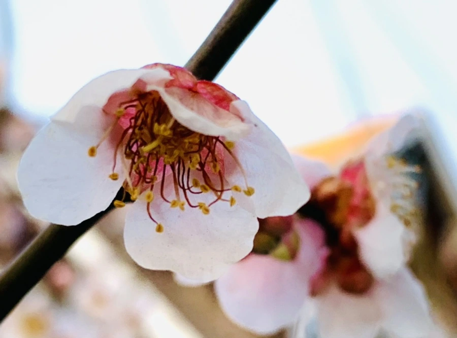 IMG_2745.jpg?type=w966