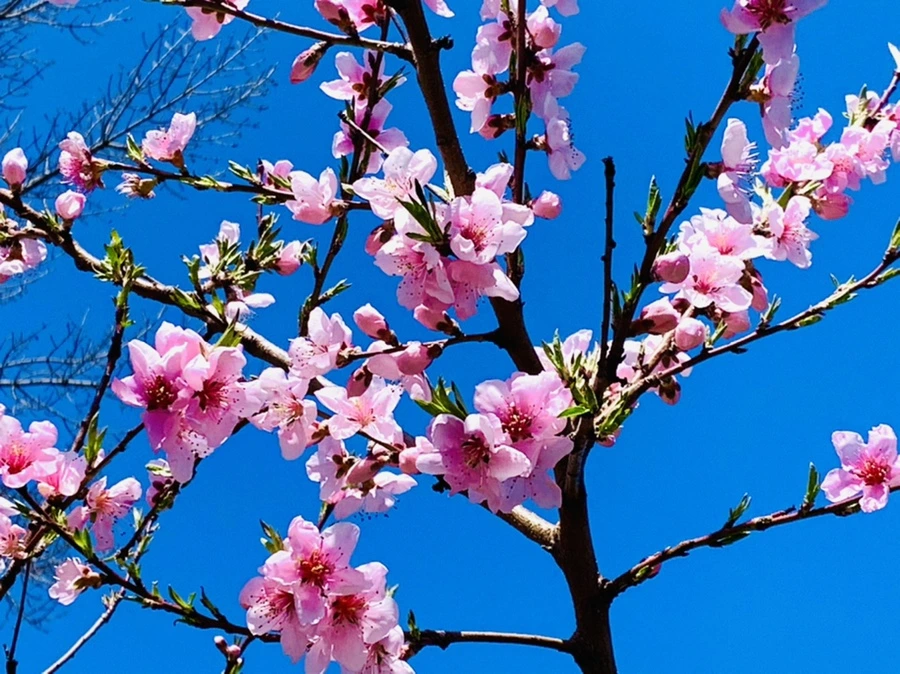 IMG_8157.jpg?type=w966