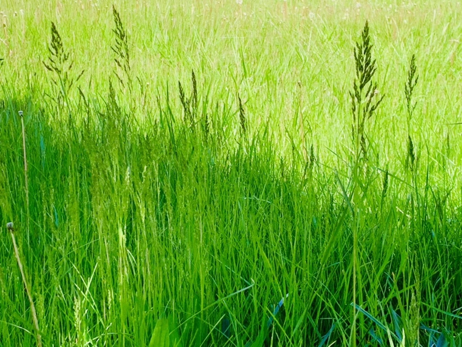 IMG_1533.jpg?type=w966