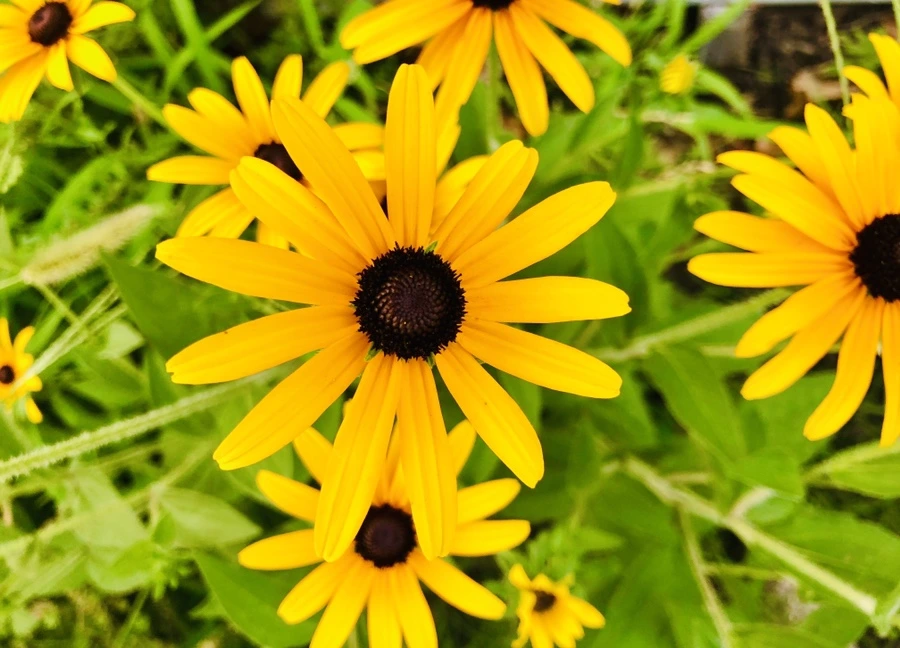 IMG_4463.jpg?type=w966